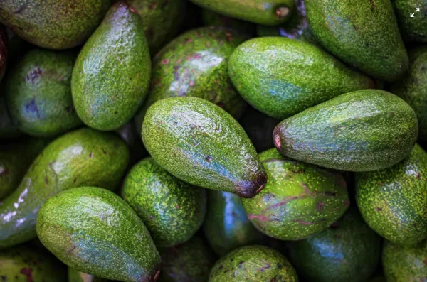 Avocado